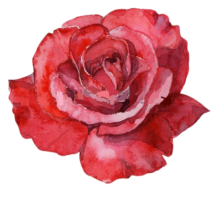 Red_rose_watercolor